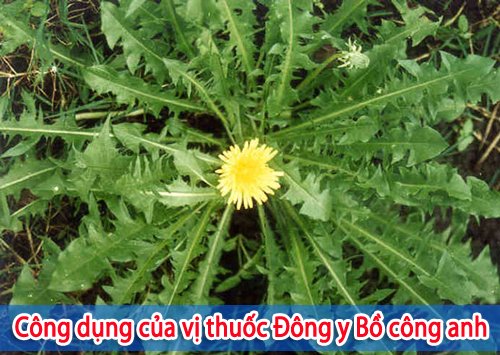vi-thuoc-dong-y-bo-cong-anh