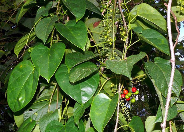 Hình ảnh cây đau xương – Loài thực vật thân leo, có cành rũ xuống, chiều dài từ 7 – 8m