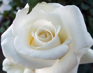 Bài thuốc trị ho thần kì từ hoa hồng bạch
