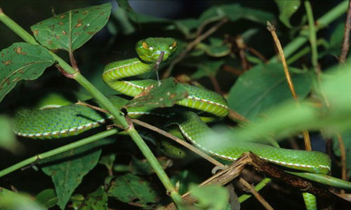 Các loài rắn ở Việt Nam khá đa dạng và rất nguy hiểm