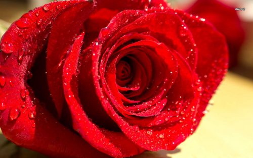 Hoa hồng còn có tác dụng kích thích ham muốn tình dục
