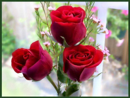 Hoa hồng có rất nhiều lợi ích sức khỏe cho con người