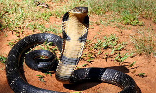 Nọc độc từ rắn hổ mang chúa có thể giết chết một người trưởng thành